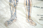 artere9836.jpg